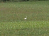 pwc1